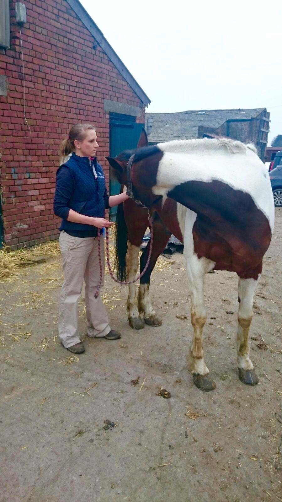 Equine Physiotherapy Wirral